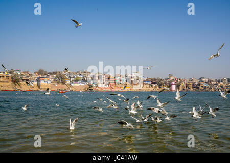 Vue sur la rivière sur les ghats au Gange sacré, de nombreuses mouettes nagent et battant Banque D'Images