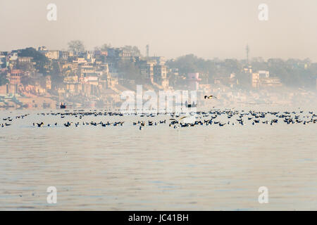 Vue sur la rivière sur les ghats au Gange sacré, de nombreuses mouettes nagent et battant Banque D'Images