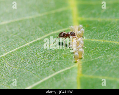 Sips de miellat ant les pucerons sur feuilles de noyer close up Banque D'Images