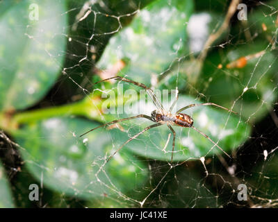 Sur spider araignée entre les feuilles de buis après la pluie Banque D'Images