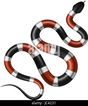 Coral Snake illustration vectorielle. Serpent tropical isolé sur fond blanc. Illustration de Vecteur
