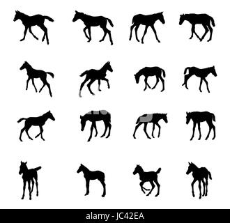 Ensemble de commandes vectorielles, au trot, au galop poulains silhouettes noires isolé sur fond blanc Illustration de Vecteur