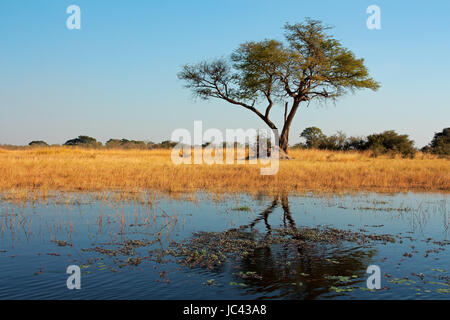 Paysage africain avec un acacia reflète dans l'eau, rivière Kwando, Namibie Banque D'Images