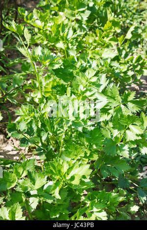 Les feuilles de céleri-rave sur jardin terrain en journée d'été Banque D'Images