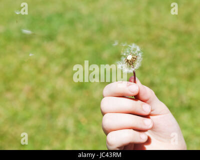 Souffle une fille Dandelion Parachutes close up Banque D'Images