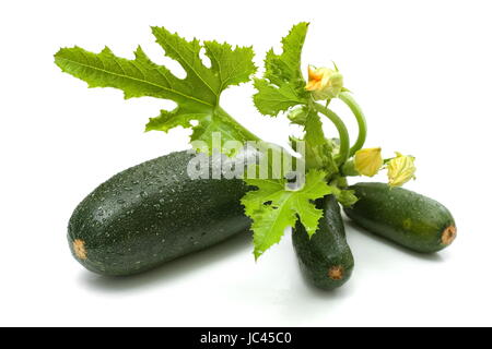 Courgette lavée douce bunch (Cucurbita pepo) Banque D'Images