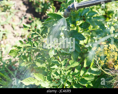 Traitement de l'insecticide sur plantation de pommes de terre à jardin en été Banque D'Images