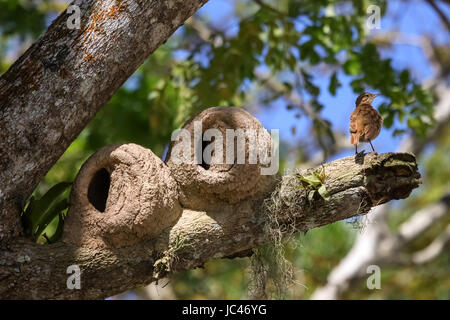 Nids d'argile de hornero dans un arbre, Lagoa Encantada, Bahia, Brésil Banque D'Images