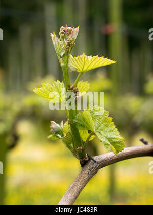 Vignoble de château Hahnberg à Berg, canton de Saint-Gall, en Suisse Banque D'Images