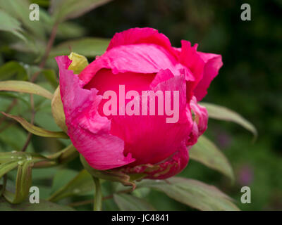 La pivoine, jardin de château Hahnberg à Berg, canton de Saint-Gall, en Suisse Banque D'Images