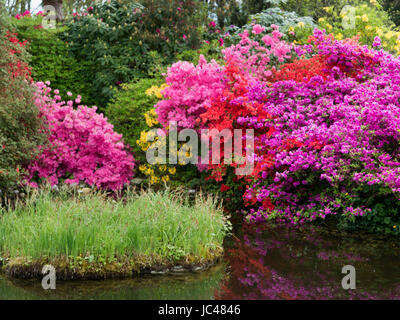 Rhododendron et étang, jardin de château Hahnberg à Berg, canton de Saint-Gall, en Suisse, Banque D'Images