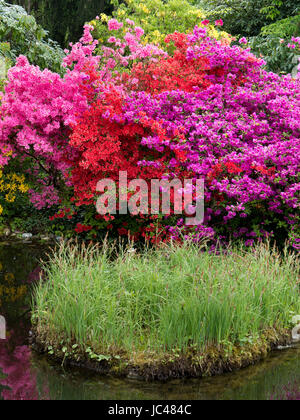 Rhododendron et étang, jardin de château Hahnberg à Berg, canton de Saint-Gall, en Suisse, Banque D'Images