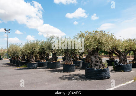 Grand vieux oliviers en pots pour la vente à un centre jardin français. Banque D'Images