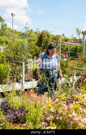 Shopping pour les plantes dans un centre jardin. Banque D'Images