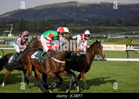 Cavaliers dans une course à la Cheltenham Banque D'Images