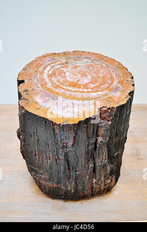 Combustibles, pétrifié tronc de l'arbre d'une forêt dans l'Arizona, USA, trias Banque D'Images