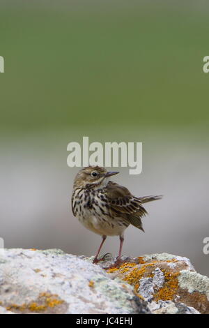 Meadow ou rock pipit, photographié à côté du phare de Tarbatness dans les hauts plateaux de l'Écosse Banque D'Images