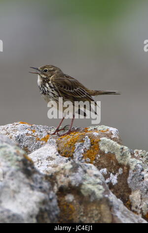 Meadow ou rock pipit, photographié à côté du phare de Tarbatness dans les hauts plateaux de l'Écosse Banque D'Images