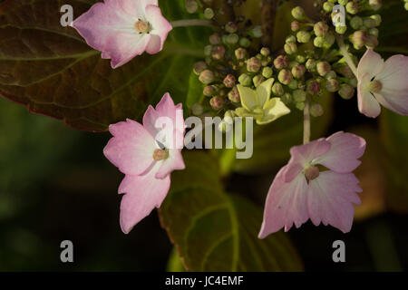 La dentelle hortensia à partir de fleur sur une soirée ensoleillée. Banque D'Images