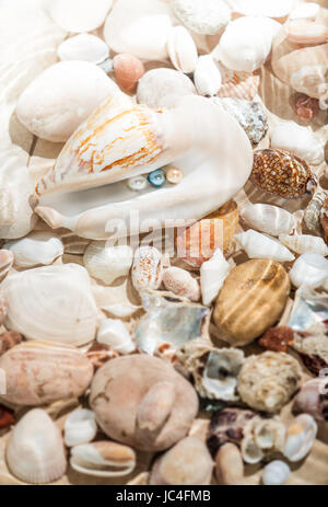Underwater perles colorées situées dans les grandes seashell Banque D'Images