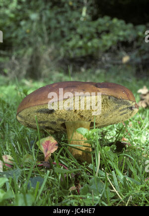 Bolet Boletus badius - Bay Banque D'Images