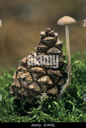 Baeospora myosura Conifercone - Cap Banque D'Images