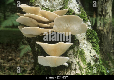 Pleurote Pleurotus ostreatus - Banque D'Images