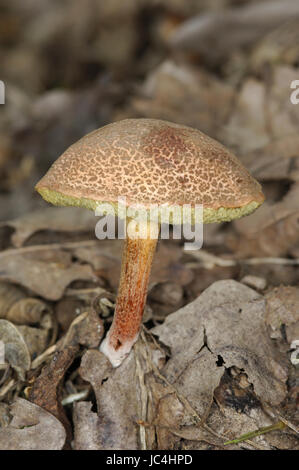 Fissuration rouge - Boletus chrysenteron Bolet Banque D'Images