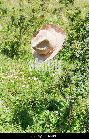 Cowboy hat hanging on buisson en journée d'été Banque D'Images