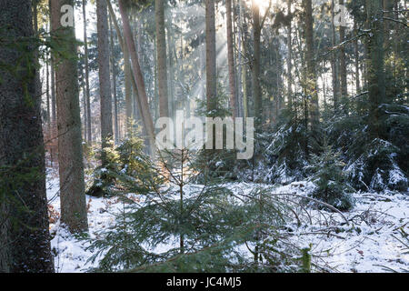 Winterwald, Fichtenwald, Nadelwald, Mischwald im Winter, Gewöhnliche Fichte, Rot-Fichte, Rotfichte, Picea abies, Epicéa commun, l'épinette de Norvège, l'Épicé Banque D'Images