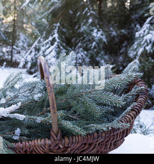 Fichtenzweig Fichtenzweige, Fichte, im Winter in einem Korb, gesammelt, Ernte, ernten, Gewöhnliche Fichte, Rot-Fichte, Rotfichte, Picea abies, commun Banque D'Images