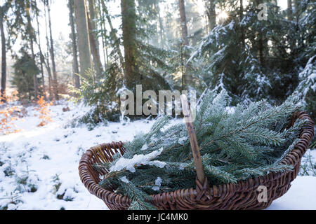 Fichtenzweig Fichtenzweige, Fichte, im Winter in einem Korb, gesammelt, Ernte, ernten, Gewöhnliche Fichte, Rot-Fichte, Rotfichte, Picea abies, commun Banque D'Images