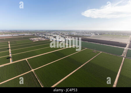 Vue aérienne de champs près de Camarillo green farm dans le comté de Ventura, en Californie. Banque D'Images