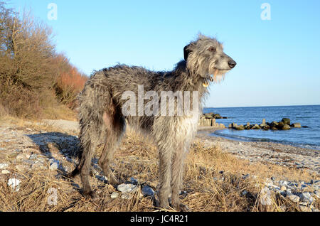Scottish Deerhound debout à une plage sur une journée ensoleillée. Banque D'Images