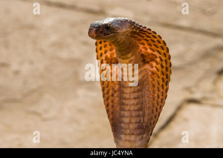 Portrait d'un cobra dancing le fleuve saint Ganges à dashashwamedh ghat ghat principal, dans la banlieue, godowlia Banque D'Images