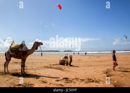 Un couple de chameaux sont photographiés sur la plage à Essaouira, Maroc. Essaouira est connue comme l'une des villes plus venteux en Afrique. Banque D'Images