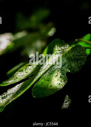 Fig Tree leaf gouttes gouttelettes shine brillant sur la surface après la pluie Banque D'Images