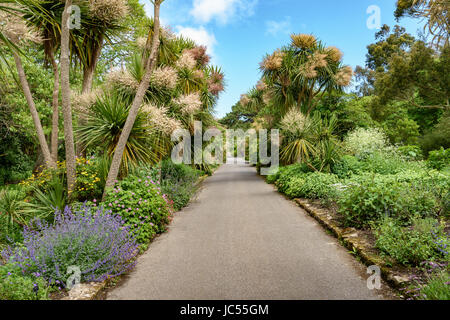 Arbres de chou, jardin clos, Jardin botanique de Ventnor, île de Wight, Royaume-Uni Banque D'Images