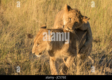 Jeunes lions ludique Banque D'Images