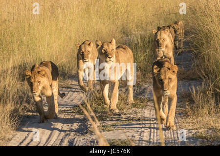 La marche de la fierté du Lion Banque D'Images