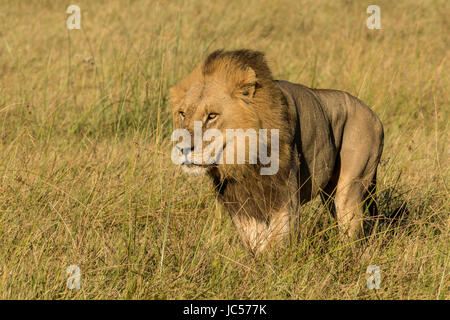 Lion mâle dans l'herbe Banque D'Images