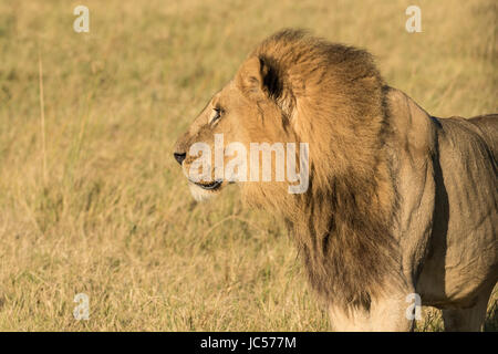 Profil de Lion Banque D'Images