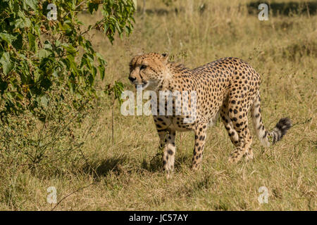 Cheetah marcher dans l'herbe Banque D'Images