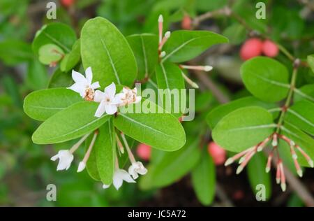 Fruits frais, mûr et délicieux Karanda Carissa Carandas de fruits et de l'oranger avec feuille verte sur l'usine. Banque D'Images