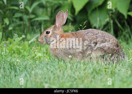 Lapin en cour arrière Banque D'Images