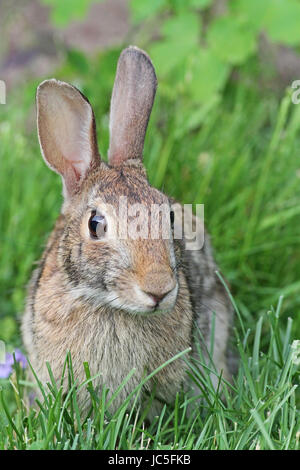 Lapin en cour arrière Banque D'Images