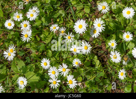 Marguerites, commune, Bellis perennis Banque D'Images