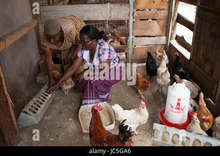 Éleveur de volailles femelle nourrissant ses poulets, Tanzania, Africa Banque D'Images