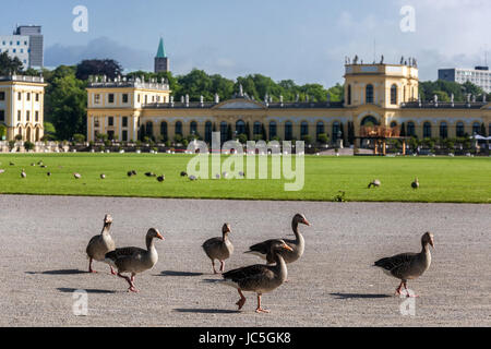 Oie cendrée Anser anser, Karlswiese park, Kassel Allemagne Banque D'Images