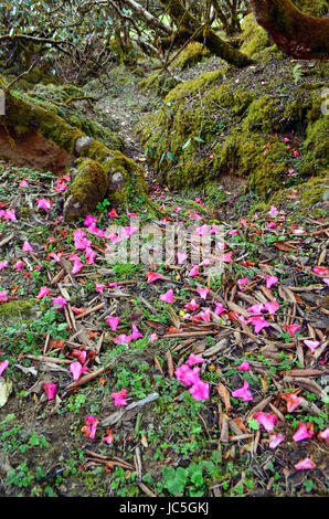 La chute des fleurs de rhododendron rose sur le terrain. Le Népal, région de l'Annapurna. Banque D'Images